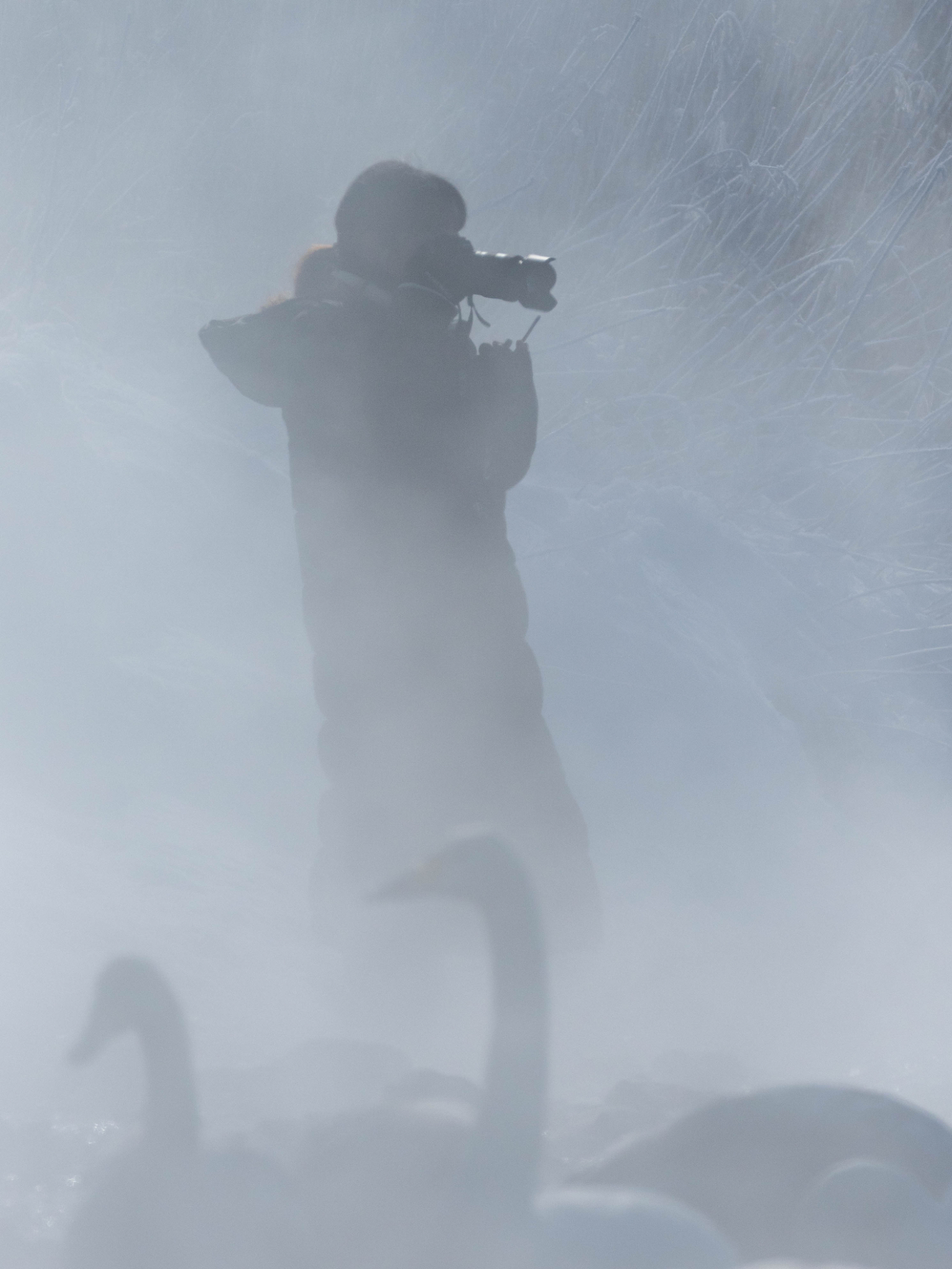 Miyuki and swans in mist